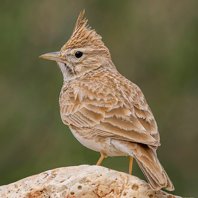 The Song of the Lark